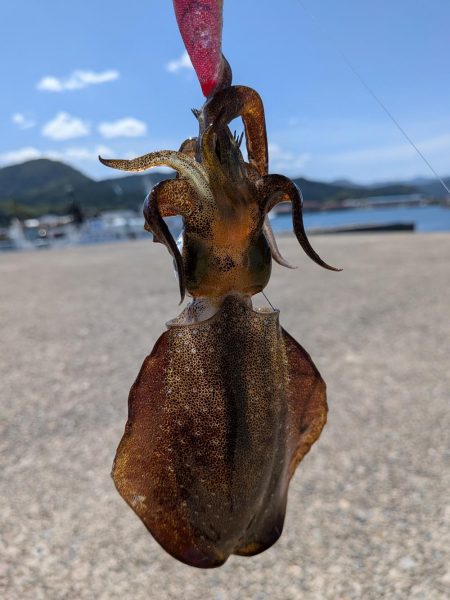 今週もエギング